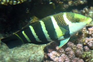 Hemigymnus sexfasciatus - Streifenbanner-Lippfisch (Banner-Lippfisch)